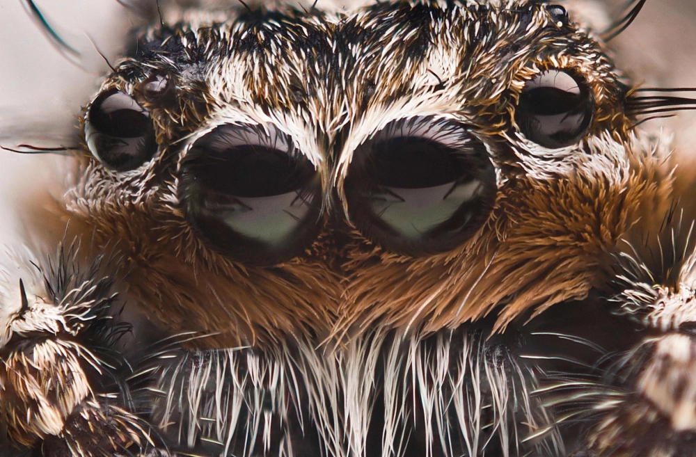 Chân dung nhện nhảy cái màu cam rực rỡ trên lá cây