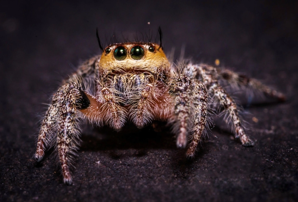 Chi tiết lông mi nhện nhảy phidippus regius màu đen tuyền
