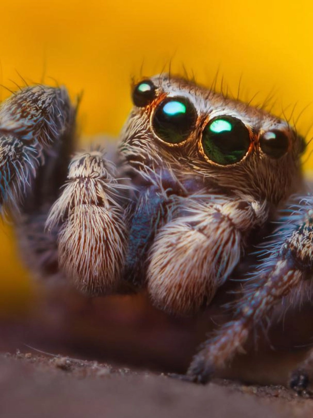 Chi tiết giác mạc trong cấu tạo mắt nhện nhảy macro phóng đại