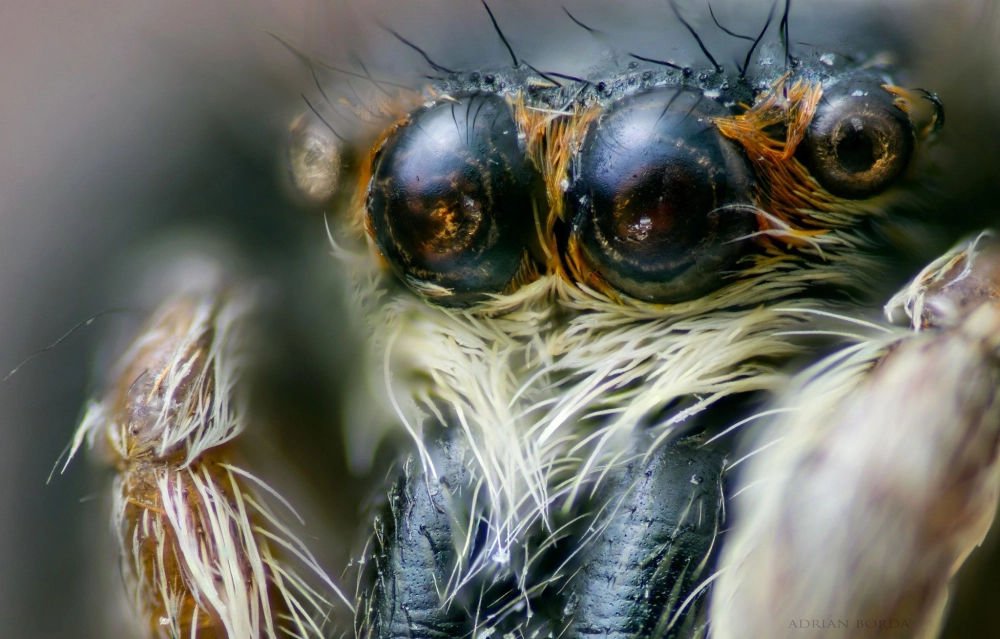 Nhện nhảy mắt to màu xanh ngọc bích đậu trên cánh hoa