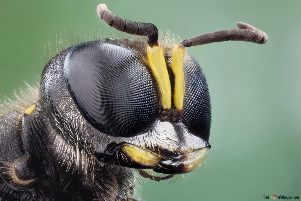 Cận cảnh cấu tạo mắt kép của ong mật với hàng nghìn thấu kính nhỏ