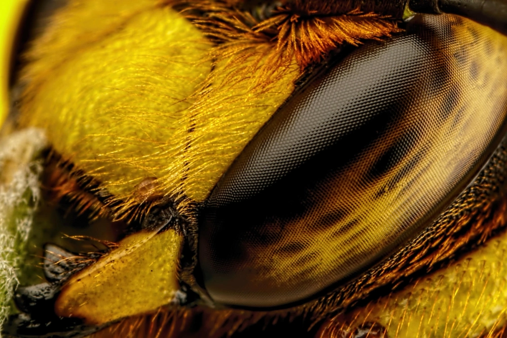 Khoảnh khắc ong mật đang dùng chân vệ sinh cặp râu và mắt