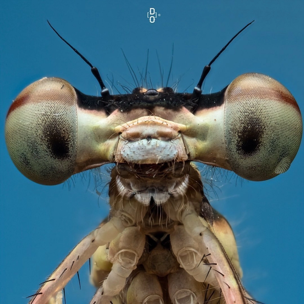 Ảnh macro mắt côn trùng đẹp lung linh dưới nắng sớm