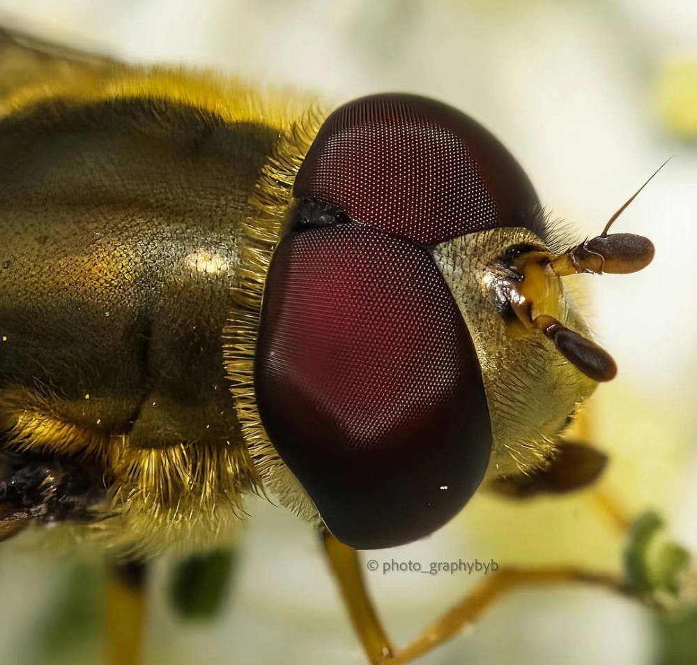 Mắt ruồi giả ong với họa tiết sọc độc đáo lạ mắt