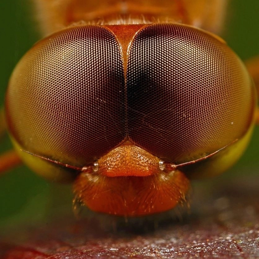 So sánh kích thước mắt người và mắt ruồi qua ảnh mô phỏng