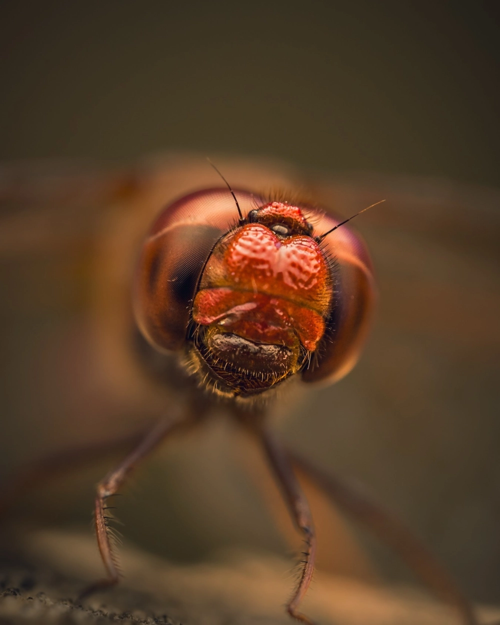 Mắt của loài ruồi ăn thịt với kích thước khổng lồ ấn tượng