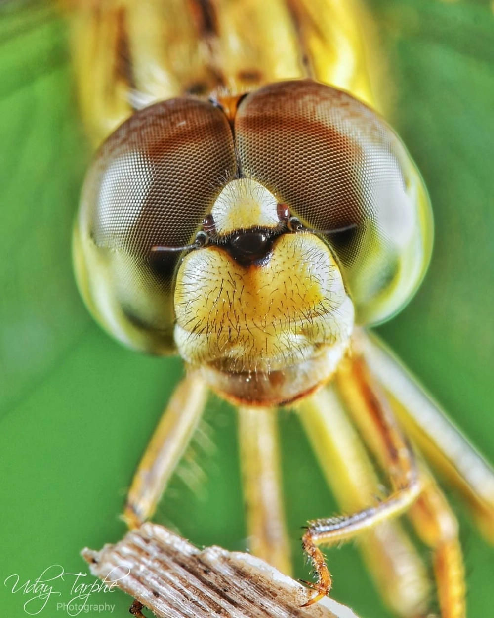 Tại sao ruồi có nhiều mắt để tránh né nguy hiểm cực nhanh