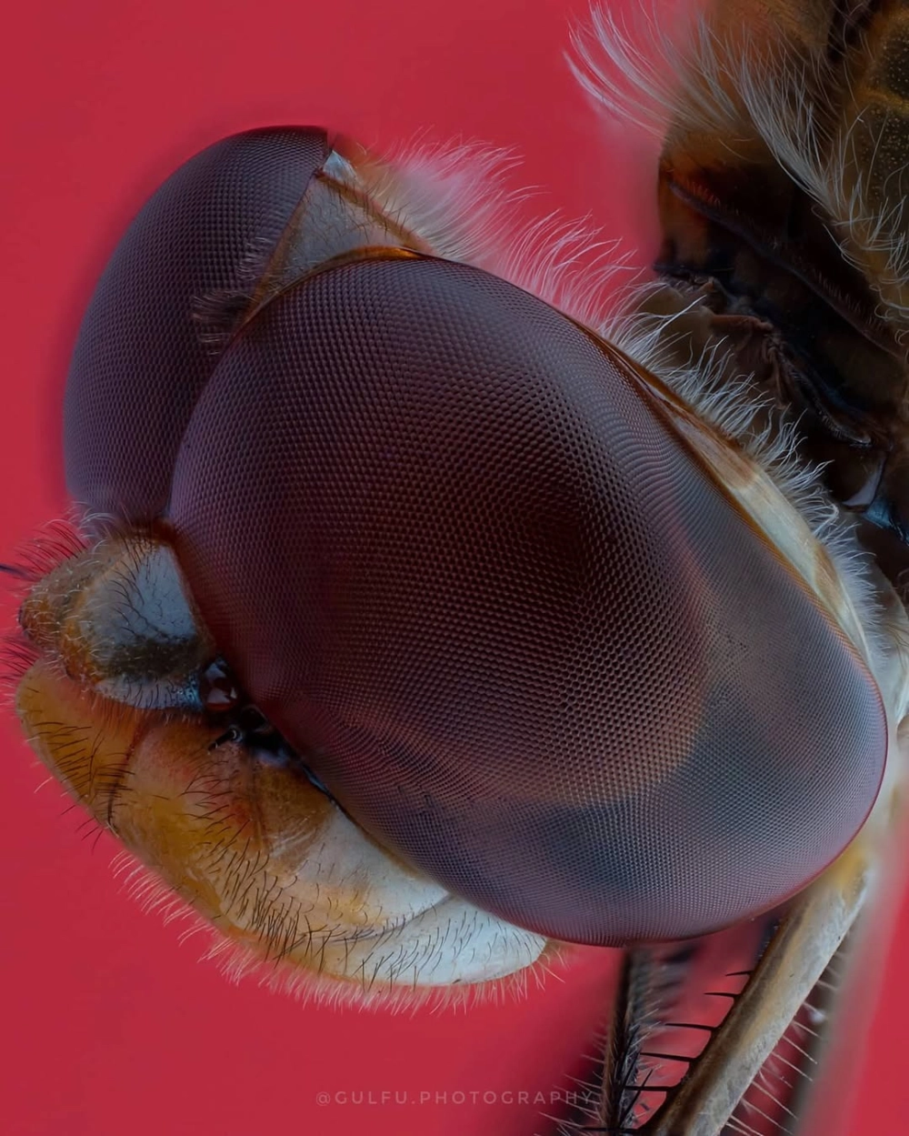 Cận cảnh mắt ruồi phóng đại với hàng nghìn thấu kính nhỏ