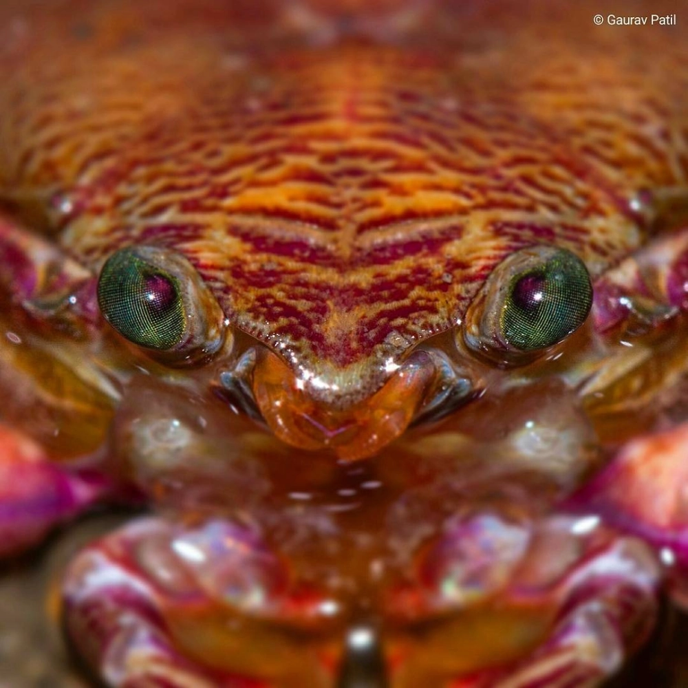 Số lượng thấu kính trong mắt ruồi tạo nên thị giác nhạy bén