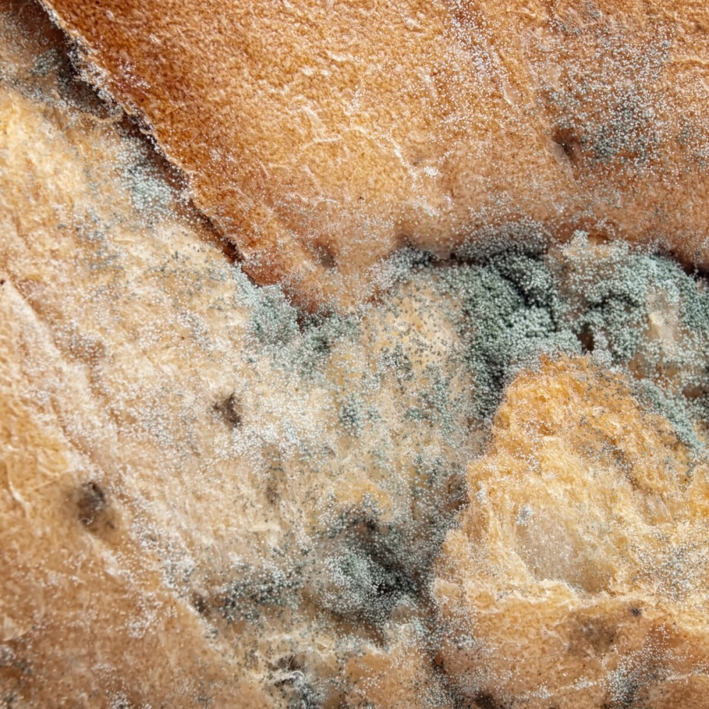 Hình ảnh nấm mốc bánh mì hiện lên rõ đầy ám ảnh