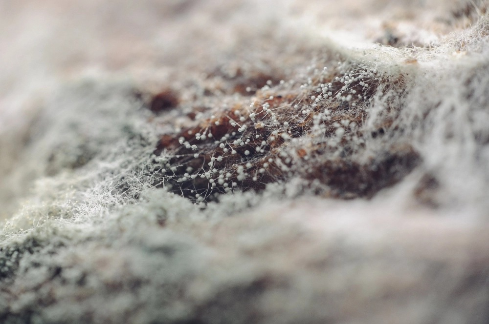 Các loại nấm mốc bánh mì phủ kín mặt bánh cũ ẩm