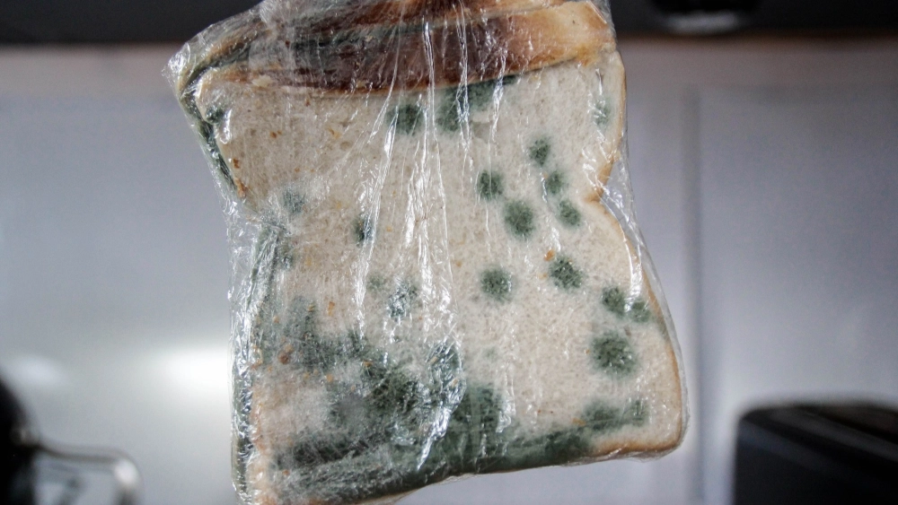 Vi sinh vật nấm mốc bánh mì tạo hệ sợi dày đặc