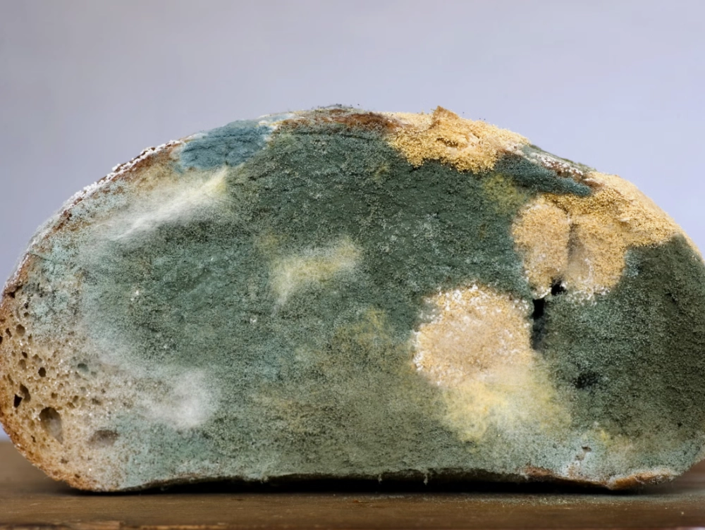 Đặc điểm nấm mốc bánh mì cho thấy sự lây lan mạnh