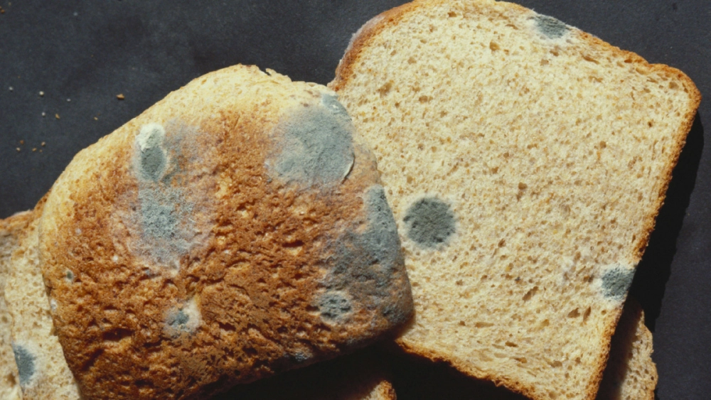 Nguyên nhân nấm mốc bánh mì xuất hiện từ độ ẩm