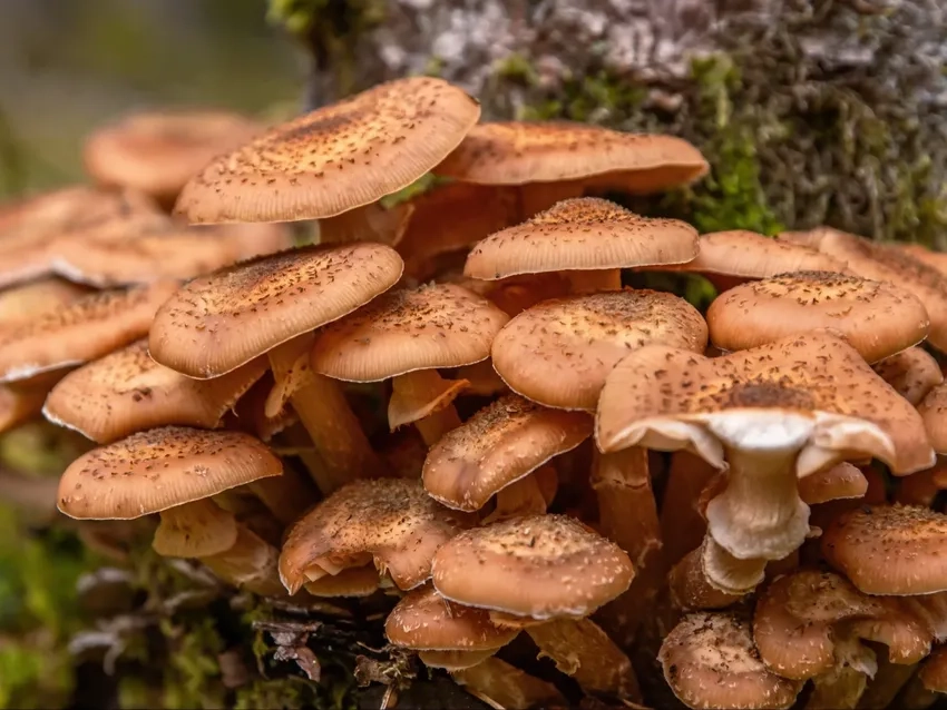 Nấm tí hon trong rừng khoe vẻ thuần khiết trong ảnh nấm rừng tự nhiên