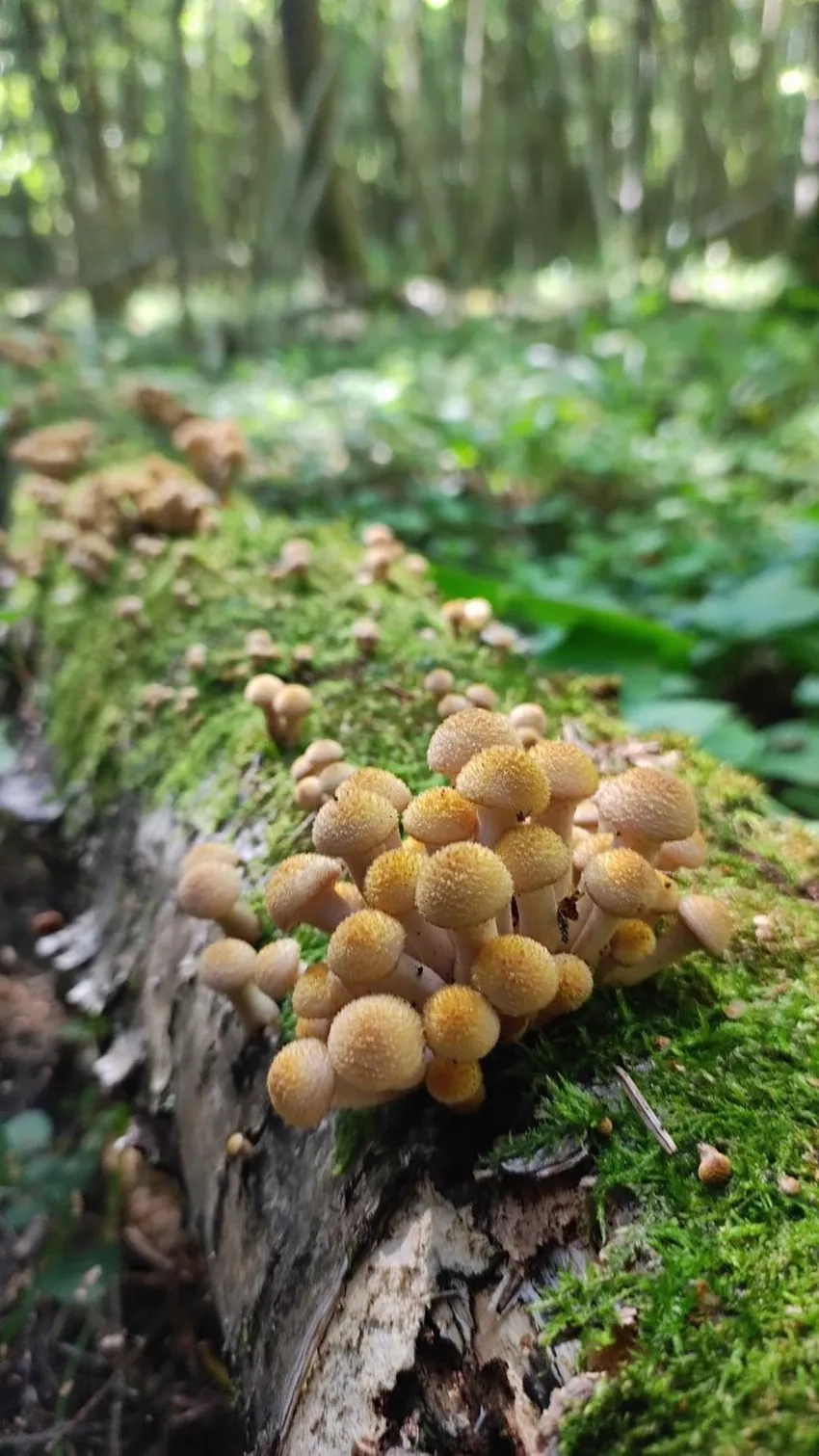 Nấm tí hon trong rừng khiến khung cảnh mê hoặc qua ảnh nấm rừng đẹp