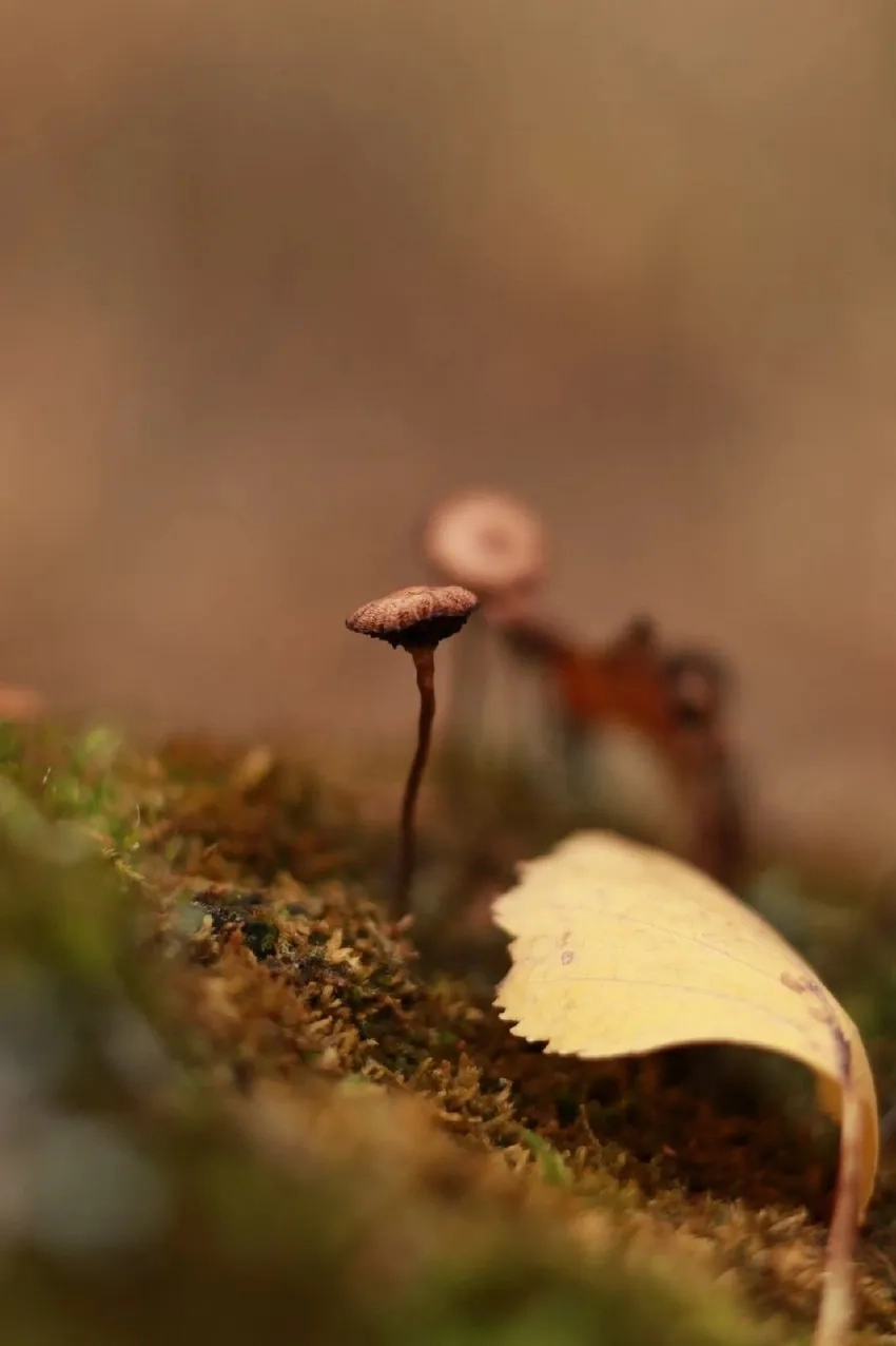 Nấm tí hon trong rừng đầy bí ẩn qua ảnh nấm mọc sát mặt đất