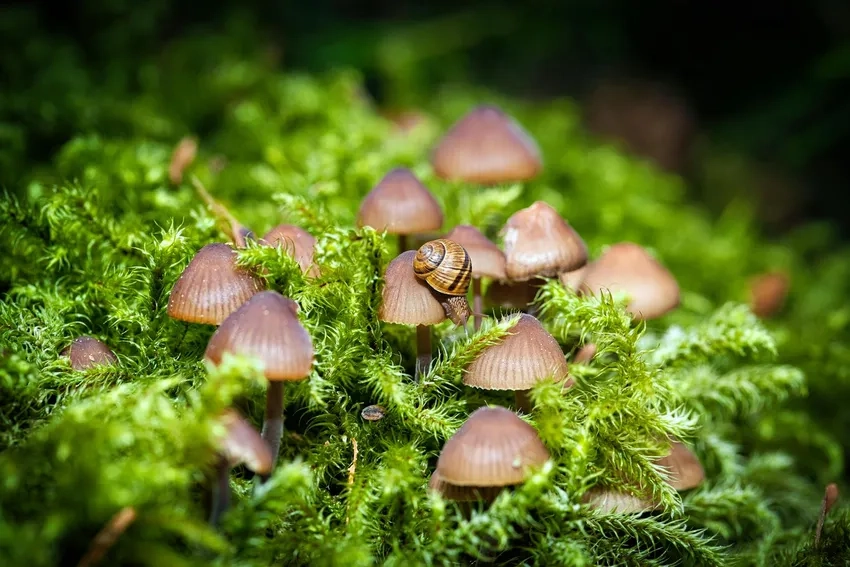 Nấm tí hon trong rừng đẹp nao lòng qua ảnh nấm rừng mùa mưa