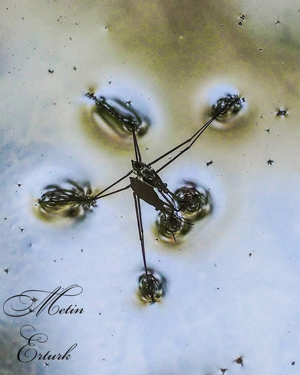 Cận cảnh mắt nhện nước phóng to sắc nét từng chi tiết nhỏ