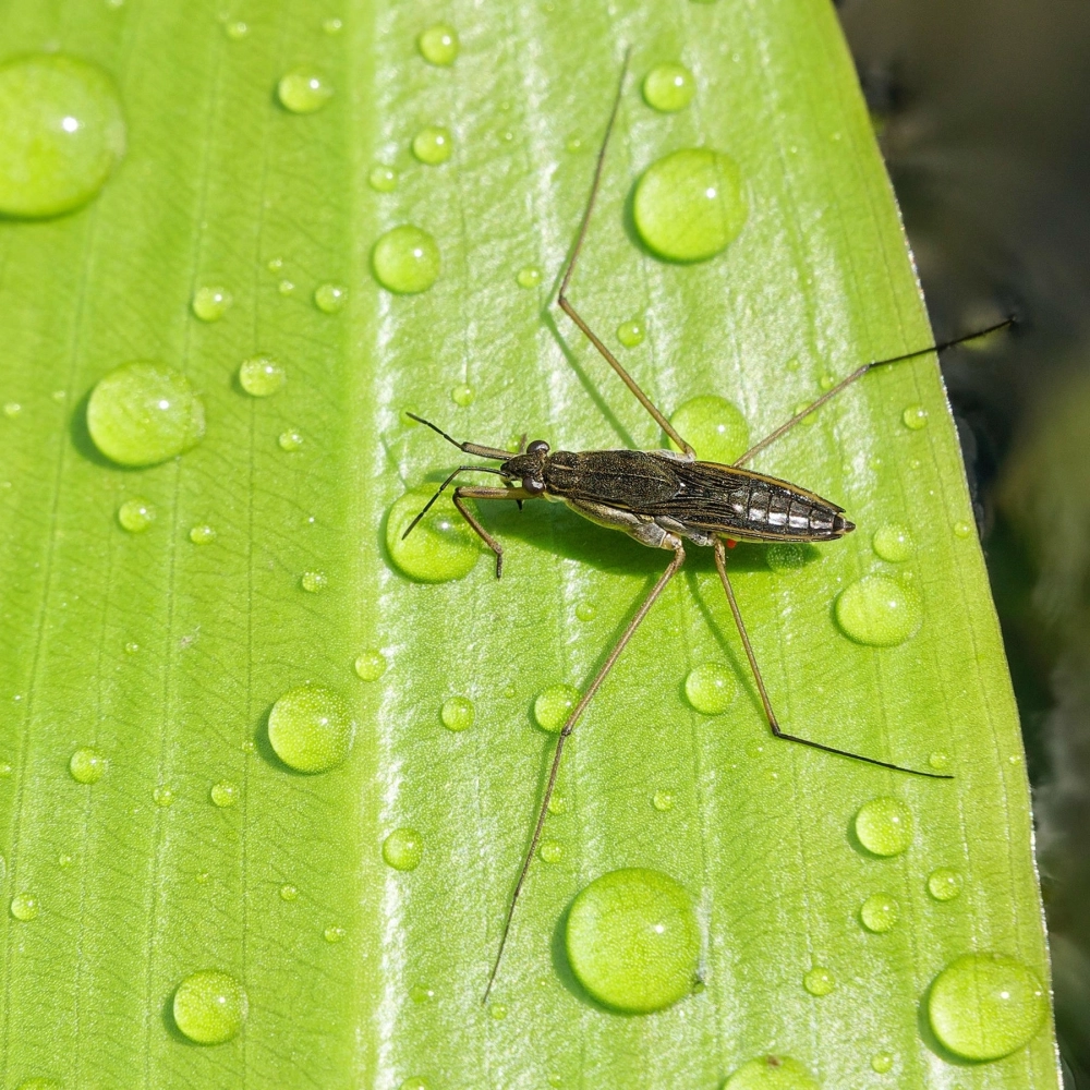 Vẻ đẹp mong manh của nhện nước dưới cơn mưa nhẹ