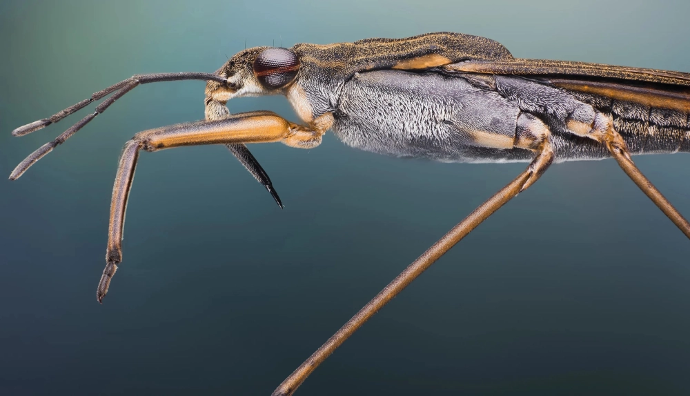 Nhện nước đang ẩn mình dưới tán lá sen để tránh nắng