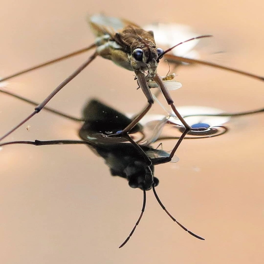 Hai chú nhện nước giao phối trên chiếc lá súng trôi nổi