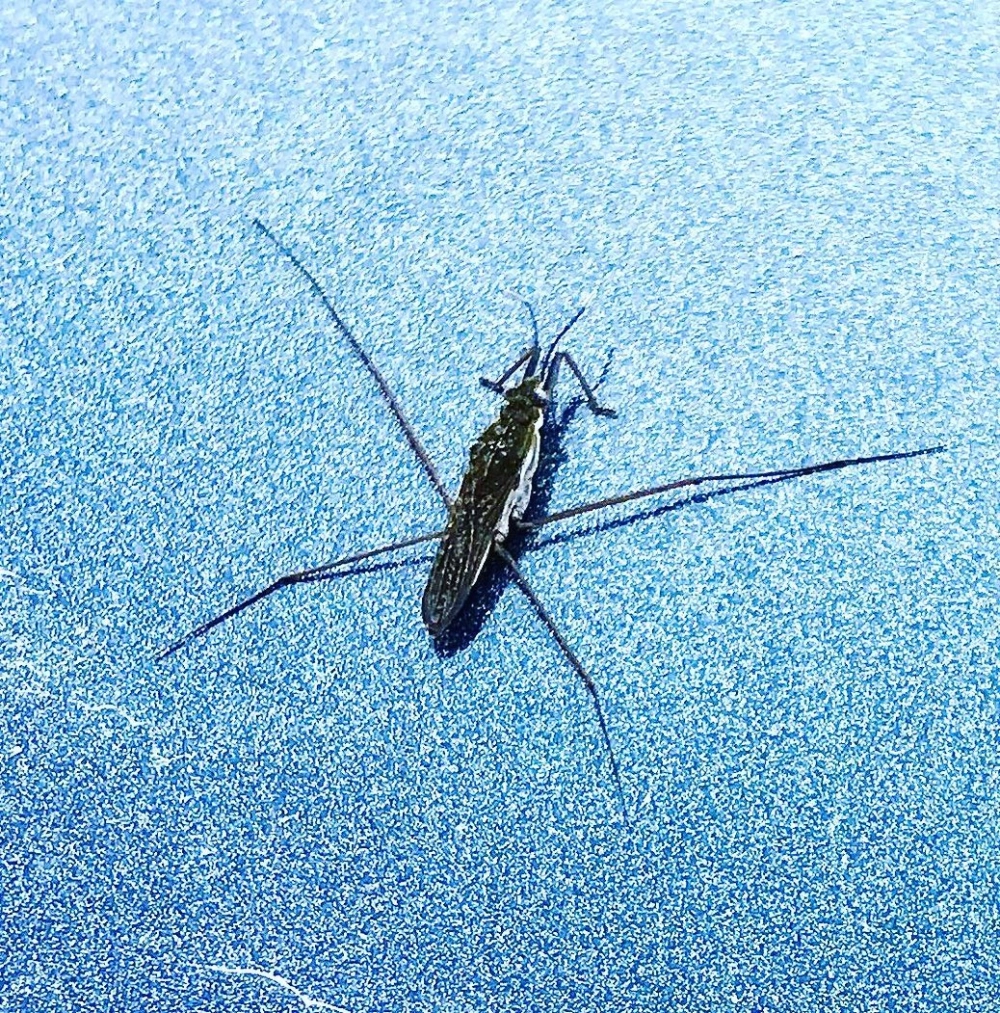 Góc chụp từ dưới lên thấy bóng nhện nước in trên mặt nước trong veo