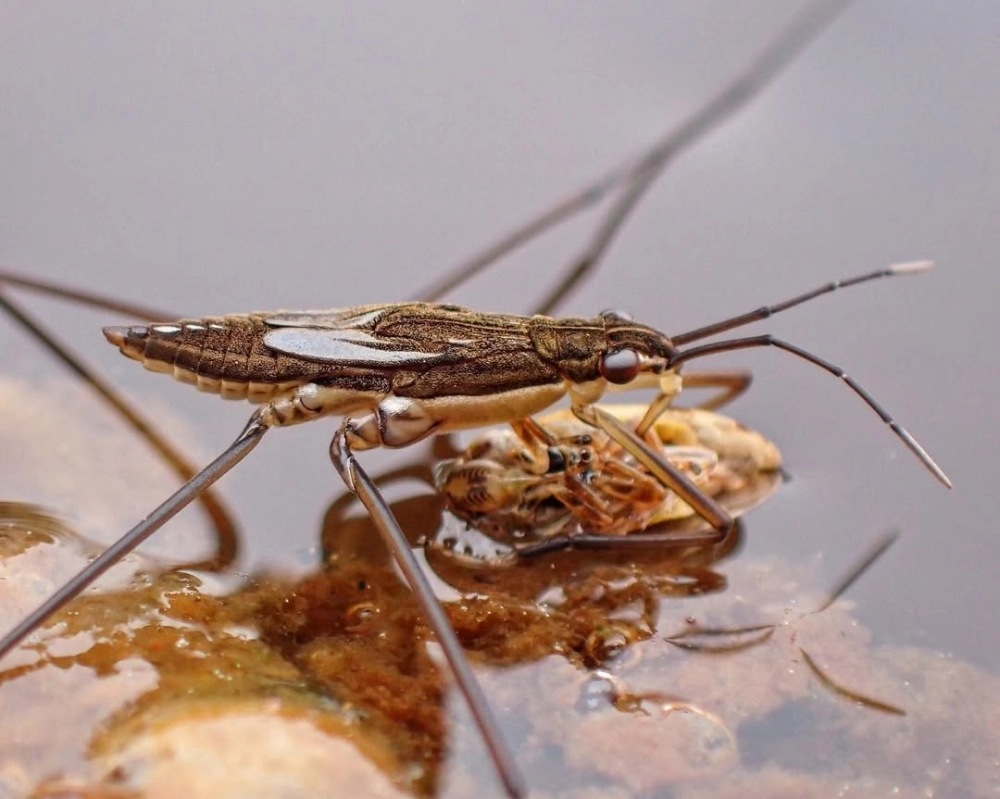 Con gọng vó tạo ra những vòng sóng nhỏ nhờ sức căng bề mặt