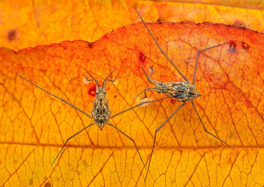 Bóng phản chiếu của con gọng vó tạo thành hình đối xứng hoàn hảo