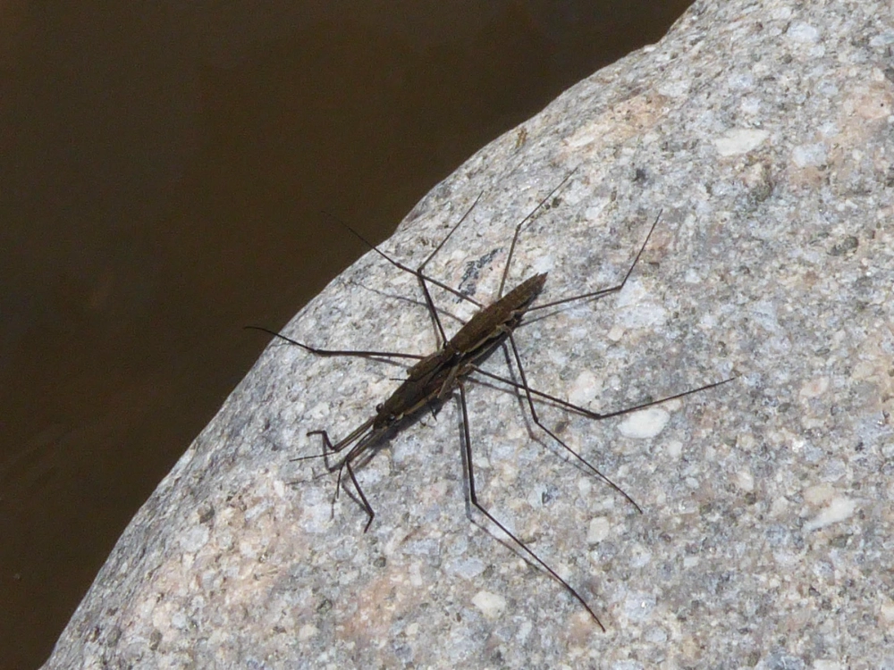 Góc nghiêng thần thánh của nhện nước khi chuẩn bị nhảy