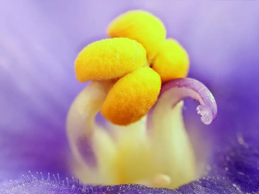 Chụp nhụy hoa bằng macro ghi lại chi tiết mê hoặc