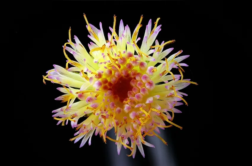 Nền hoa macro lung linh điểm nhấn nhụy hoa macro