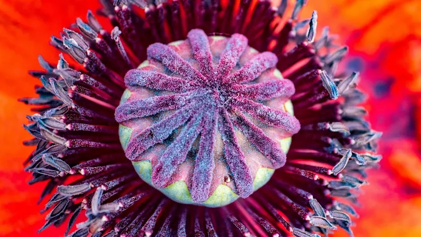 Ảnh macro côn trùng và hoa làm nổi bật nhụy hoa macro