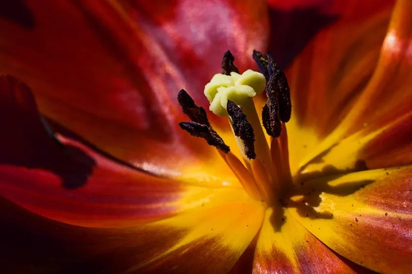 Kỹ thuật chụp macro hoa giúp nhụy hoa macro sắc nét