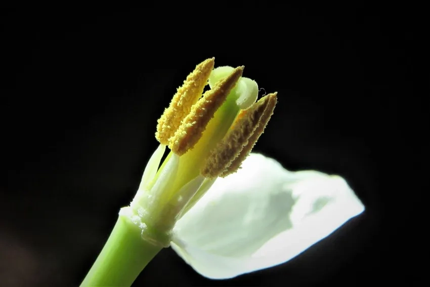 Nhụy hoa macro rực sáng trong ảnh hoa macro