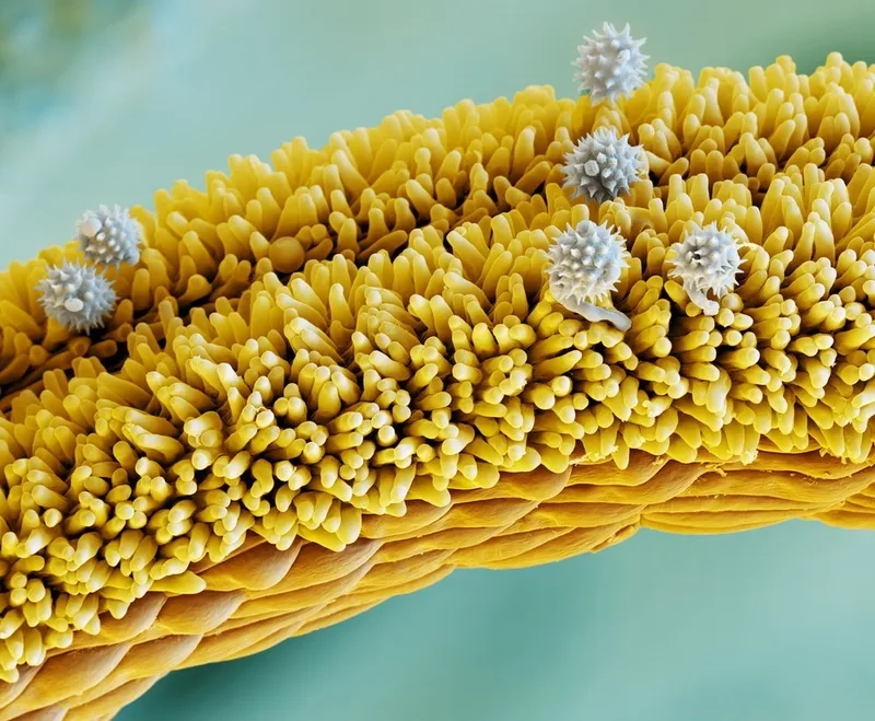 Độ phóng đại xem hạt phấn chuẩn