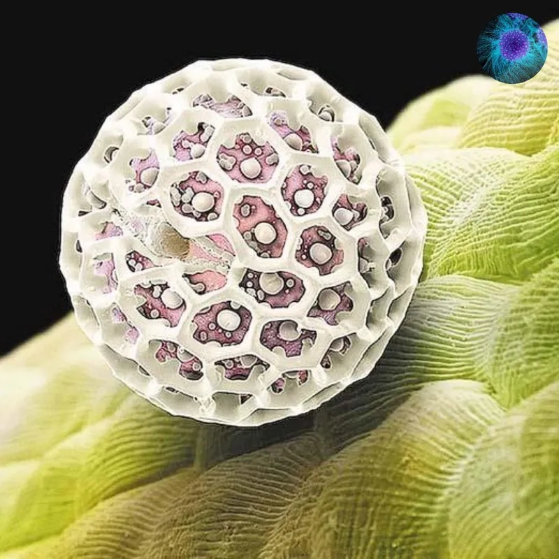 Phấn hoa hoa hồng dưới góc nhìn khác