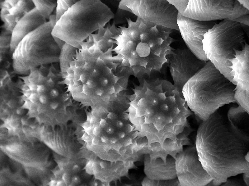 Hình ảnh các loại phấn hoa đẹp mắt