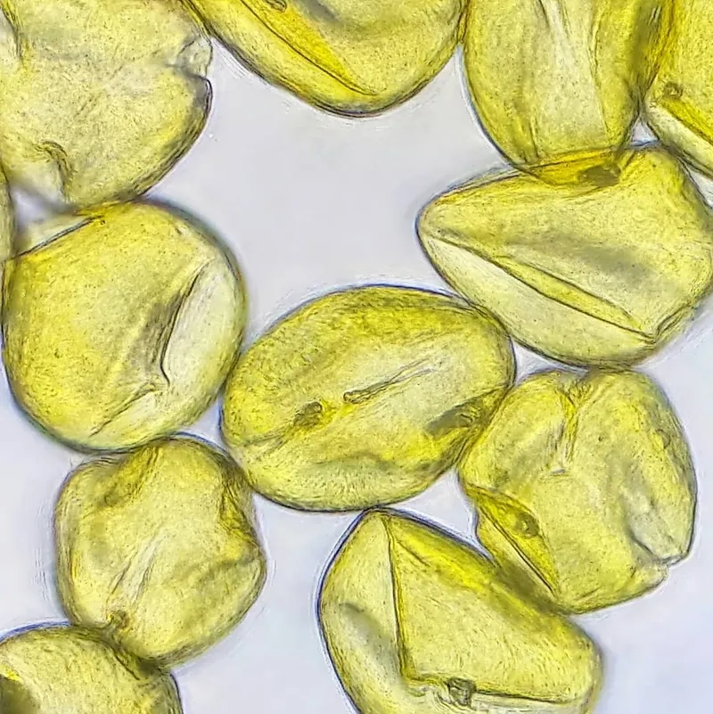 Hình ảnh phấn hoa cực kỳ sắc nét