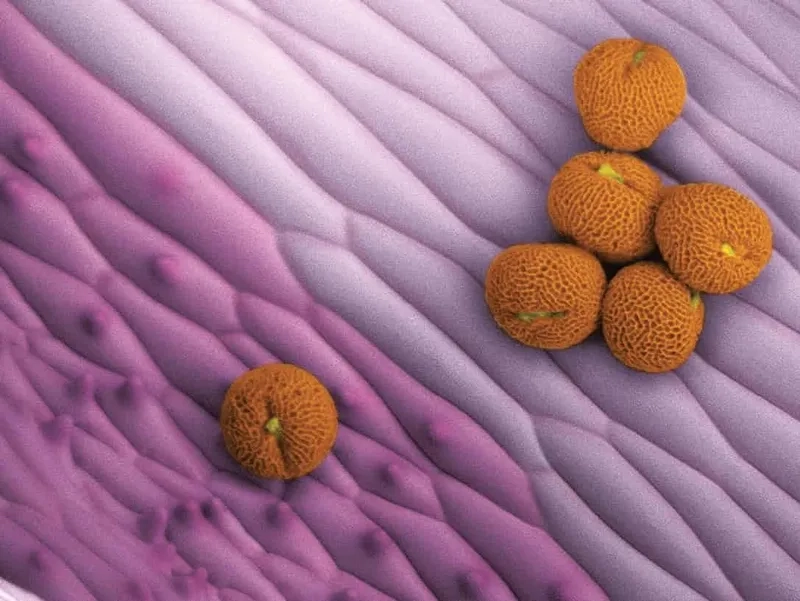 Giải thích phấn hoa là gì đơn giản