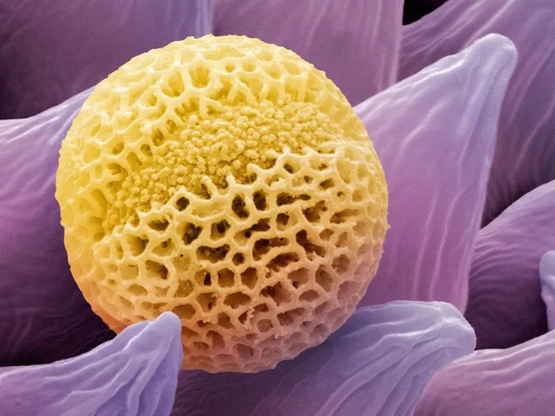 Sự đa dạng hình dạng phấn hoa