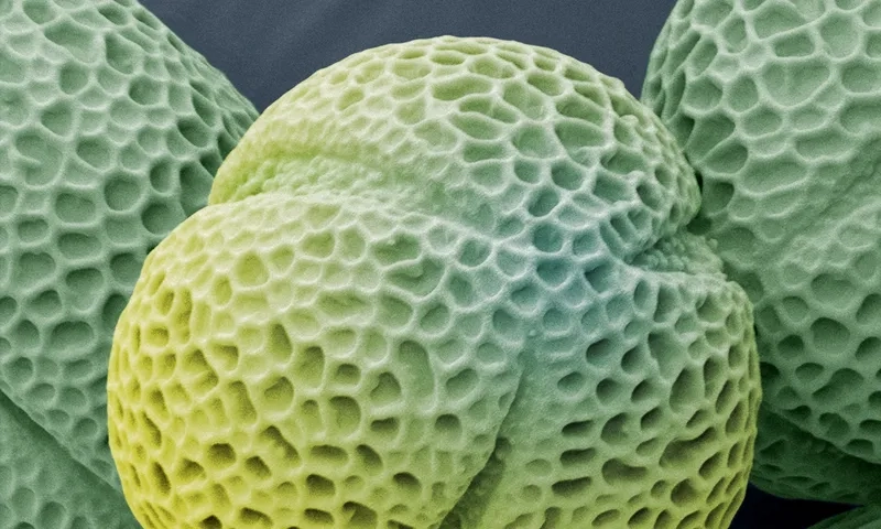 Kích thước hạt phấn rất nhỏ bé