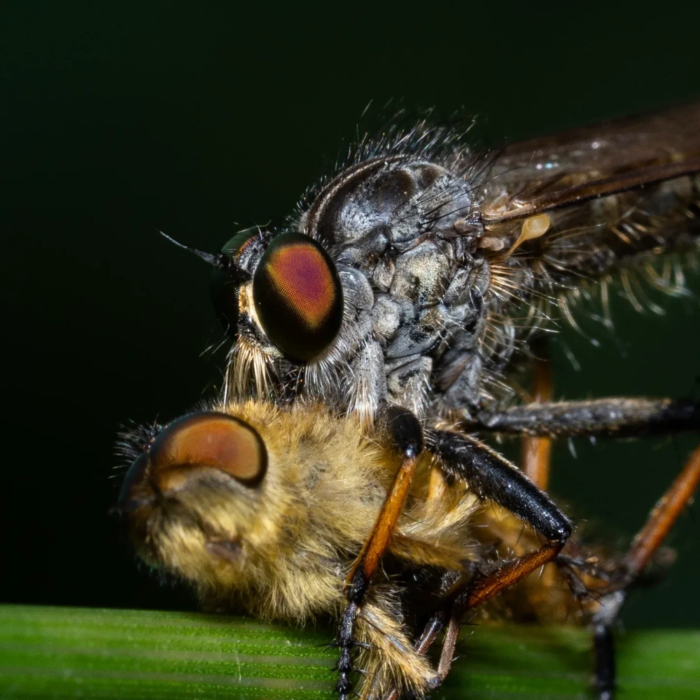 Ruồi kẹp kìm với tư thế săn mồi dũng mãnh