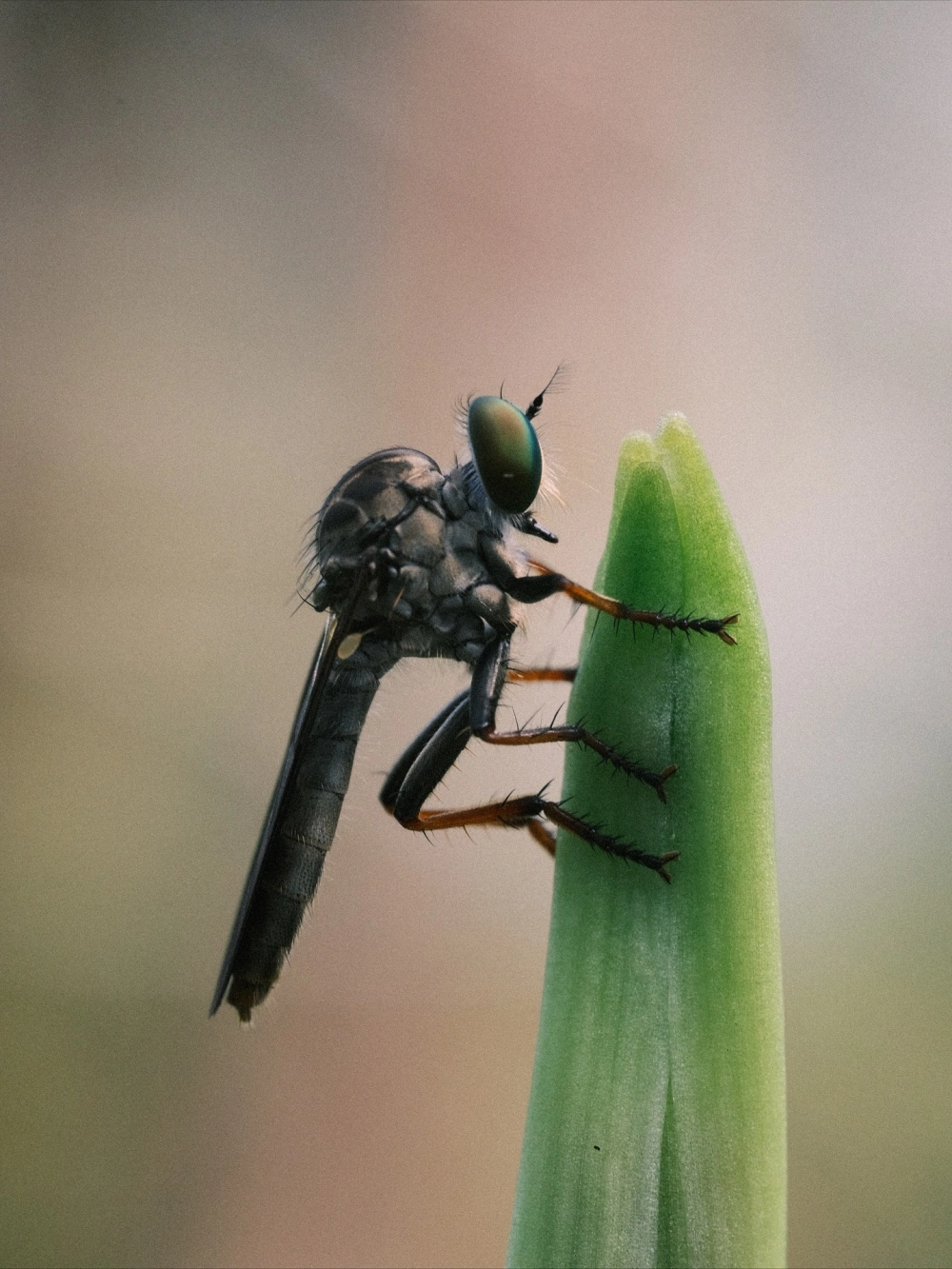Ruồi ăn bướm với đôi cánh rũ rượi của nạn nhân