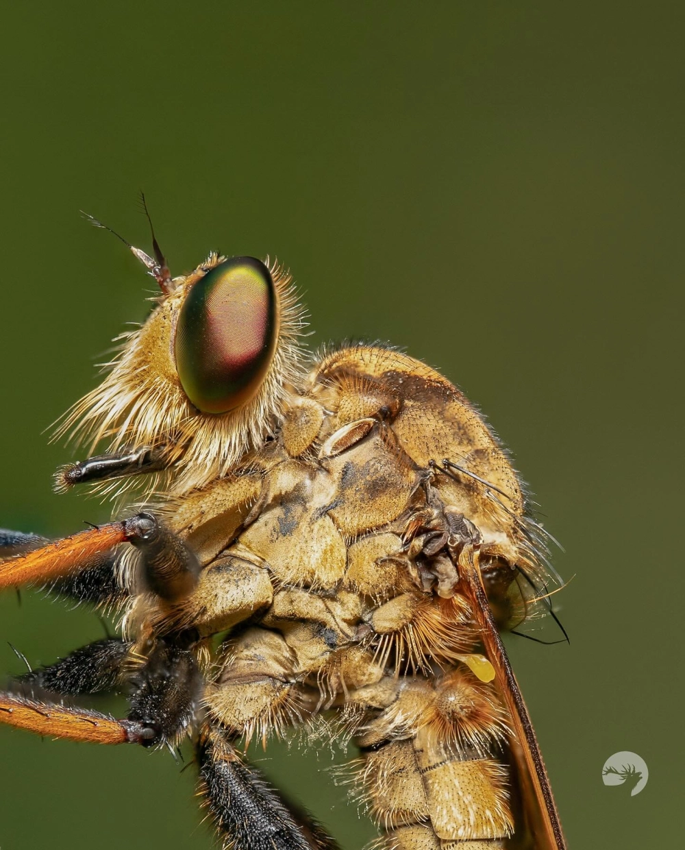 Ruồi sát thủ màu vàng đang ngụy trang trên lá cây héo