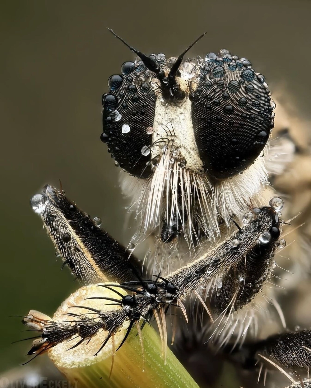 So sánh sự khác biệt giữa ruồi ăn sâu và ruồi lính đen