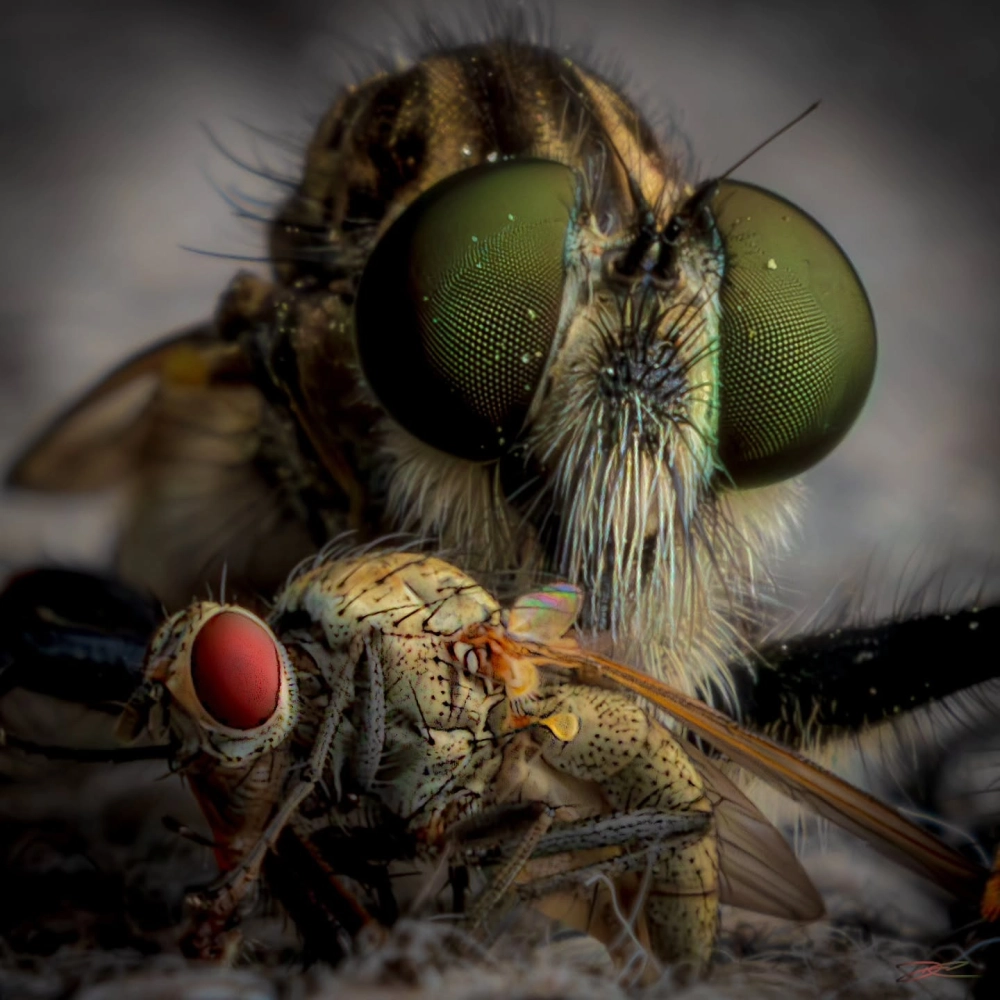 Cảnh ruồi ăn thịt đang tiêm nọc độc vào con mồi xấu số