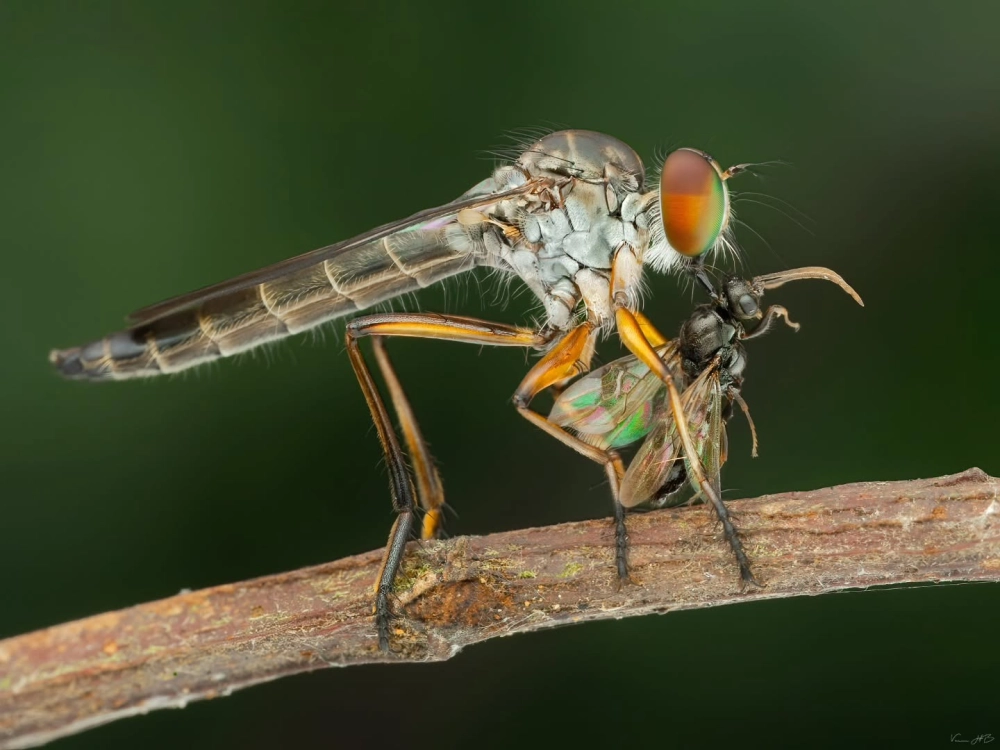 Ruồi sát thủ với bộ lông lá rậm rạp dưới ánh nắng 2026