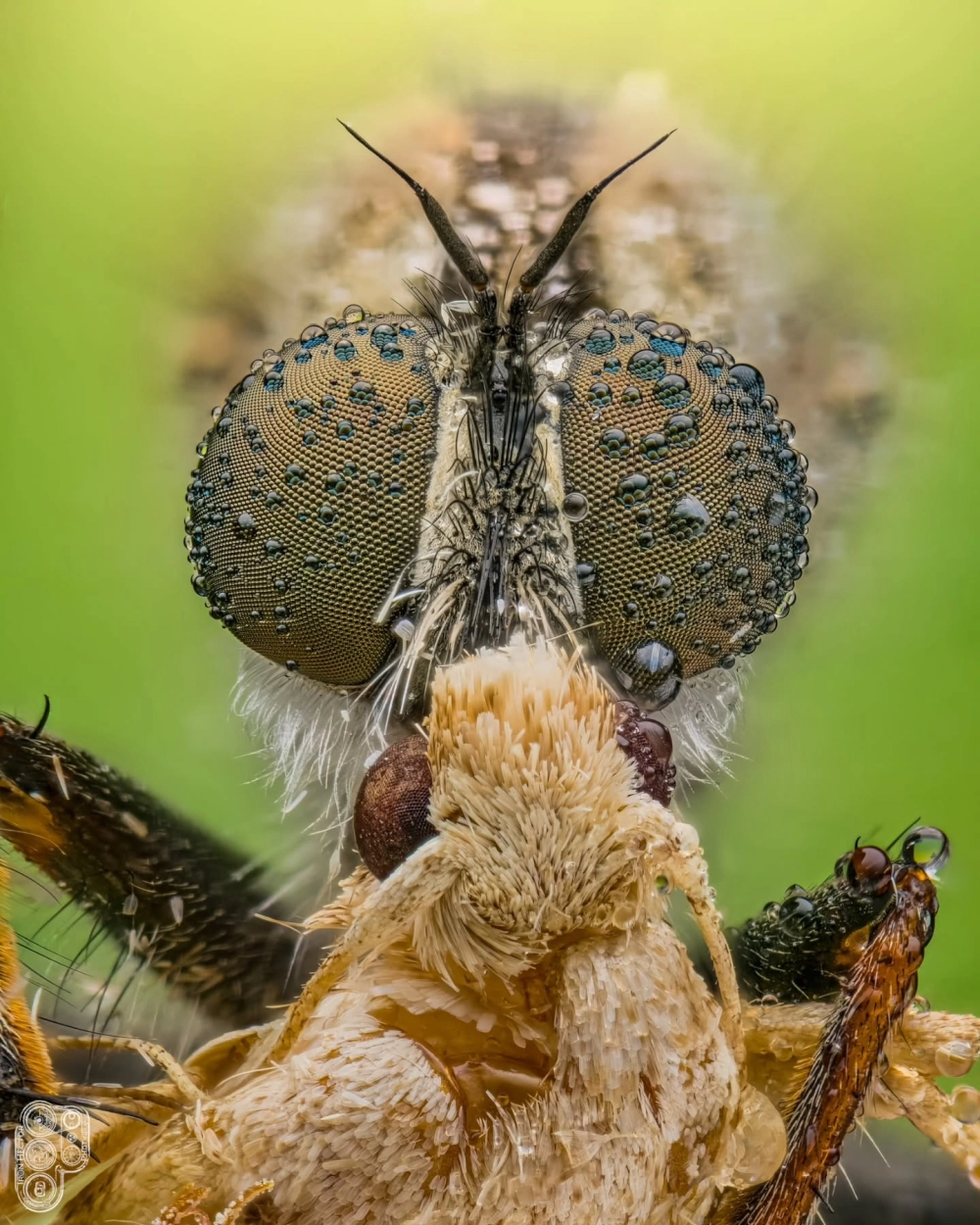 Ruồi sát thủ đang tấn công một con chuồn chuồn ngô