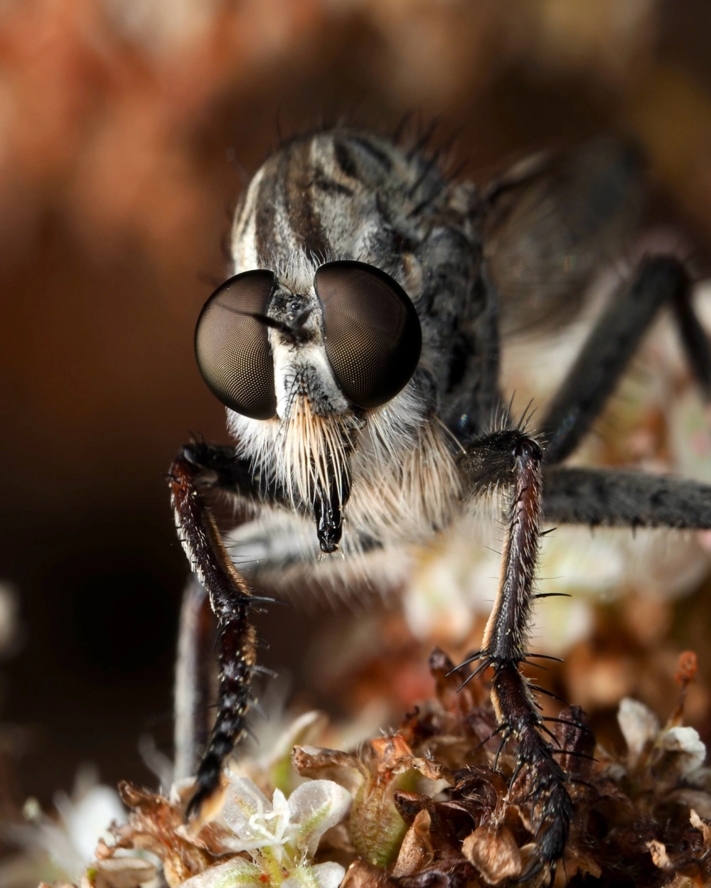 Ruồi ăn sâu đang thưởng thức bữa ăn là một con bọ cánh cứng